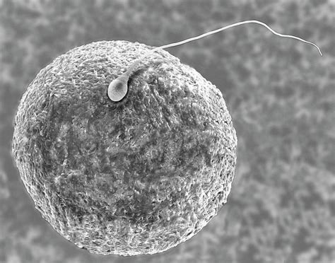 human egg visible|5 Female egg cell facts: How many eggs does a。